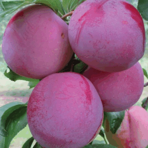 Susino Formosa RADICE NUDA