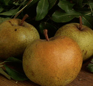 Pero Olivier de Serres RADICE NUDA