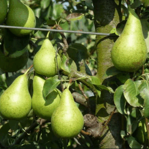 Pero Conference RADICE NUDA