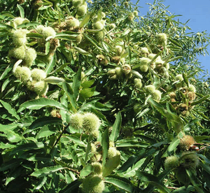 Marrone Castel del Rio