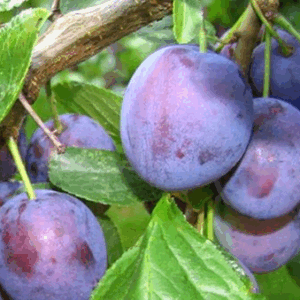 Susino Regina Claudia Violetta RADICE NUDA