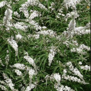 Vitex agnus-castus a fiore bianco