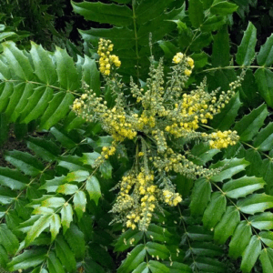 Mahonia x media ‘Charity’