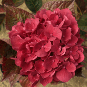 Hydrangea macrophylla ‘Merveille’