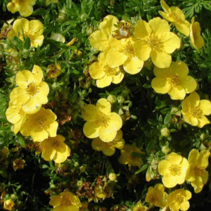 Potentilla fruticosa 'Goldstar'