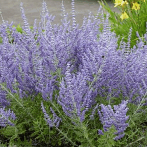 Perovskia atriplicifolia 'Lacey'