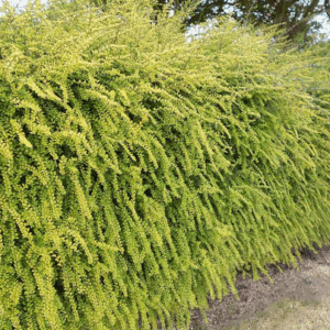 Lonicera nitida ‘Baggesen’s Gold’