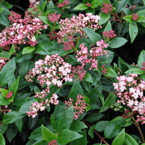 Viburnum tinus 'Eva Price'