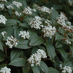 Viburnum davidii