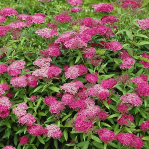 Spiraea japonica 'Anthony Waterer'
