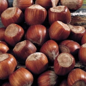 Nocciolo Tondo Gentile delle Langhe