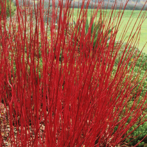 Cornus alba ‘Sibirica’