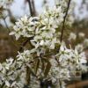 amelanchier ballerina