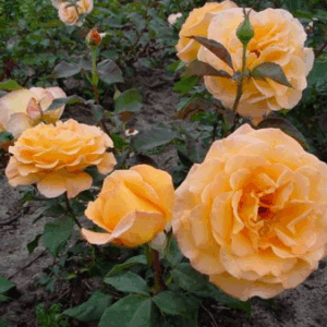 Rosa Doris Tysterman