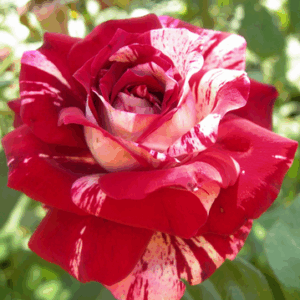 Rosa Julio Iglesias®