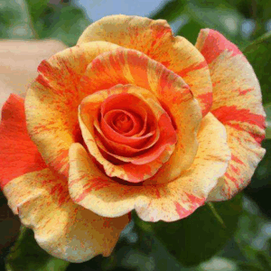 Rosa rampicante 'Sorbet Fruite'