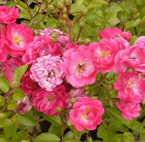 Rosa The Fairy Dark®