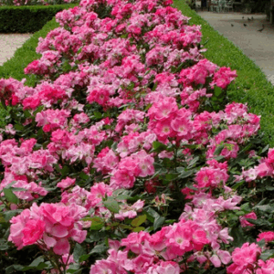 Rosa Pink Knock Out® (syn Rodin®)