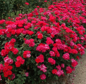 Rosa red Knock Out®