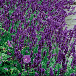 Lavanda angustifolia ‘Hidcote Blue’