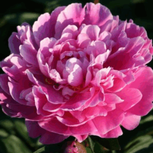 Paeonia Gilbert Barthelot