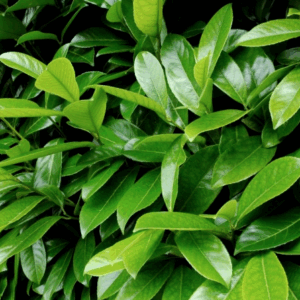 Laurus nobilis (Alloro)