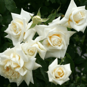 Rosa Ilse Krohn Superior