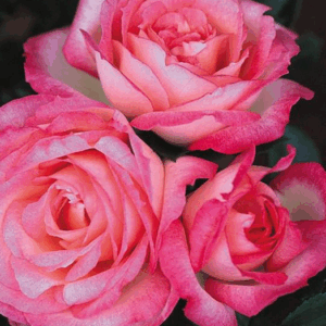 Rosa Happy Child® RADICE NUDA