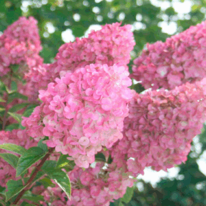 Hydrangea paniculata ‘Sundae Fraise’