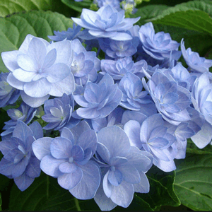Hydrangea macrophylla ‘You and Me Together Blue’