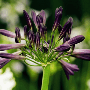 Agapanthus 'Black Pantha'