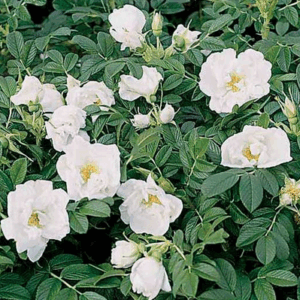 Rosa Rugosa Gufo della Neve