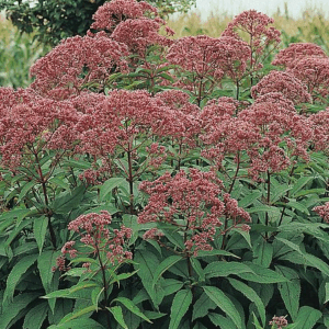 Eupatorium maculatum ‘Red Dwarf’