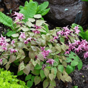 Epimedium grandiflorum ‘Pink Elf’