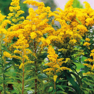 Solidago 'Goldkind'