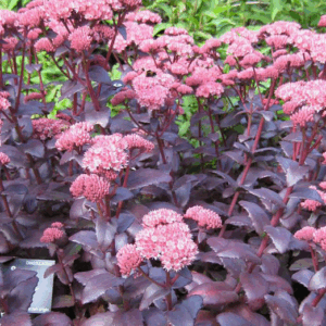 Sedum 'Purple Emperor'