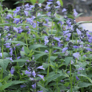 Nepeta subsessilis ‘Cool Cat’