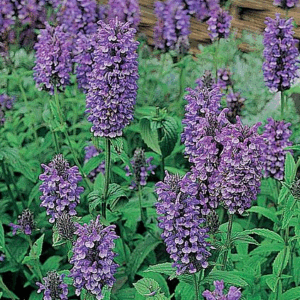 Nepeta nervosa ‘Neptune’