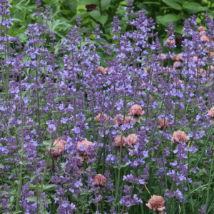 Nepeta faassenii ‘Kit Kat’