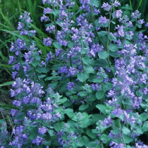 Nepeta faassenii 'Blue Wonder'