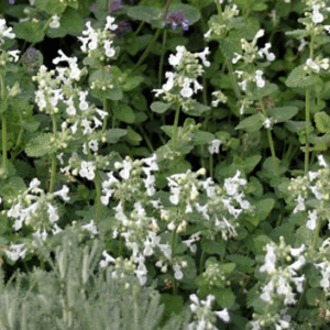 Nepeta faassenii 'Alba'
