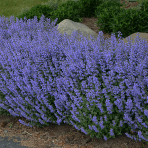 Nepeta faassenii