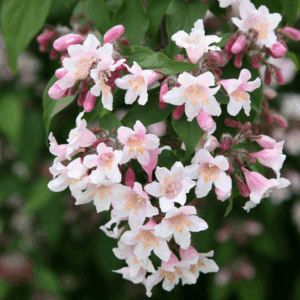 Kolkwitzia amabilis ‘Pink Cloud’