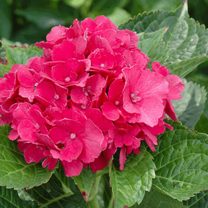 Hydrangea macrophylla ‘Masja’
