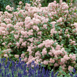 Ceanothus Pallidus " Marie Simon"