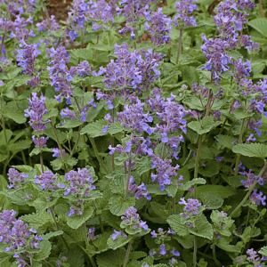 Nepeta faassenii 'Superba'