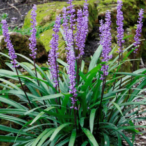 Liriope muscari ‘Majestic’