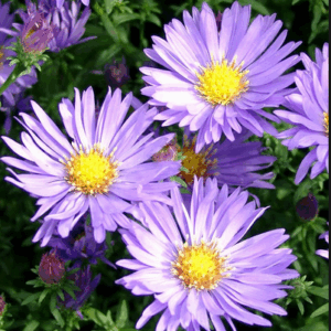 Aster dumosus 'Mittelmeer'