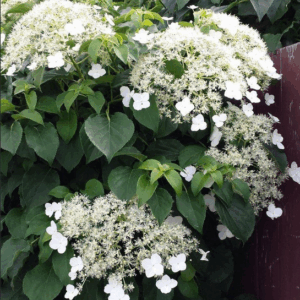 Hydrangea petiolaris (Hydrangea anomala ssp. petiolaris)