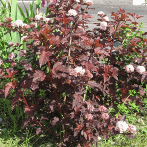 Physocarpus opulifolius 'Red Baron'